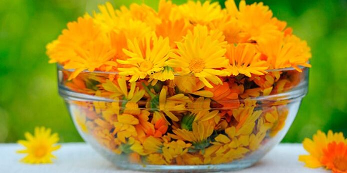 Calendula flowers for preparing antifungal infusion